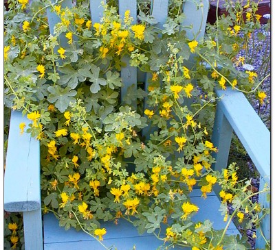 Nasturtium Canary 